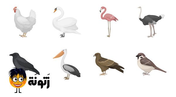 أنواع الطيور