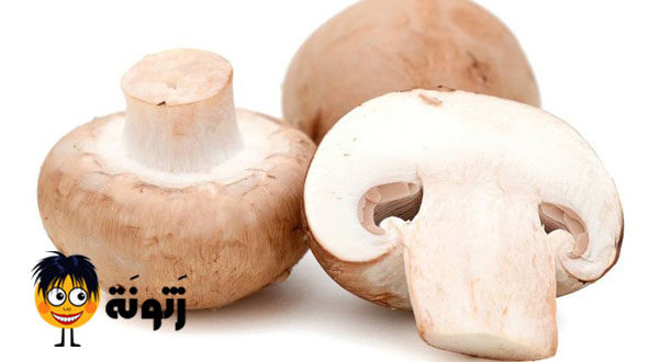 الفوائد العامة للفطر